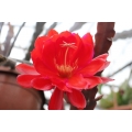 Epiphyllum Prince August of Hesse
